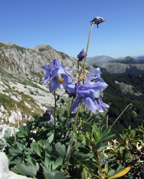 Aquilegia magellensis /  Aquilegia magellense